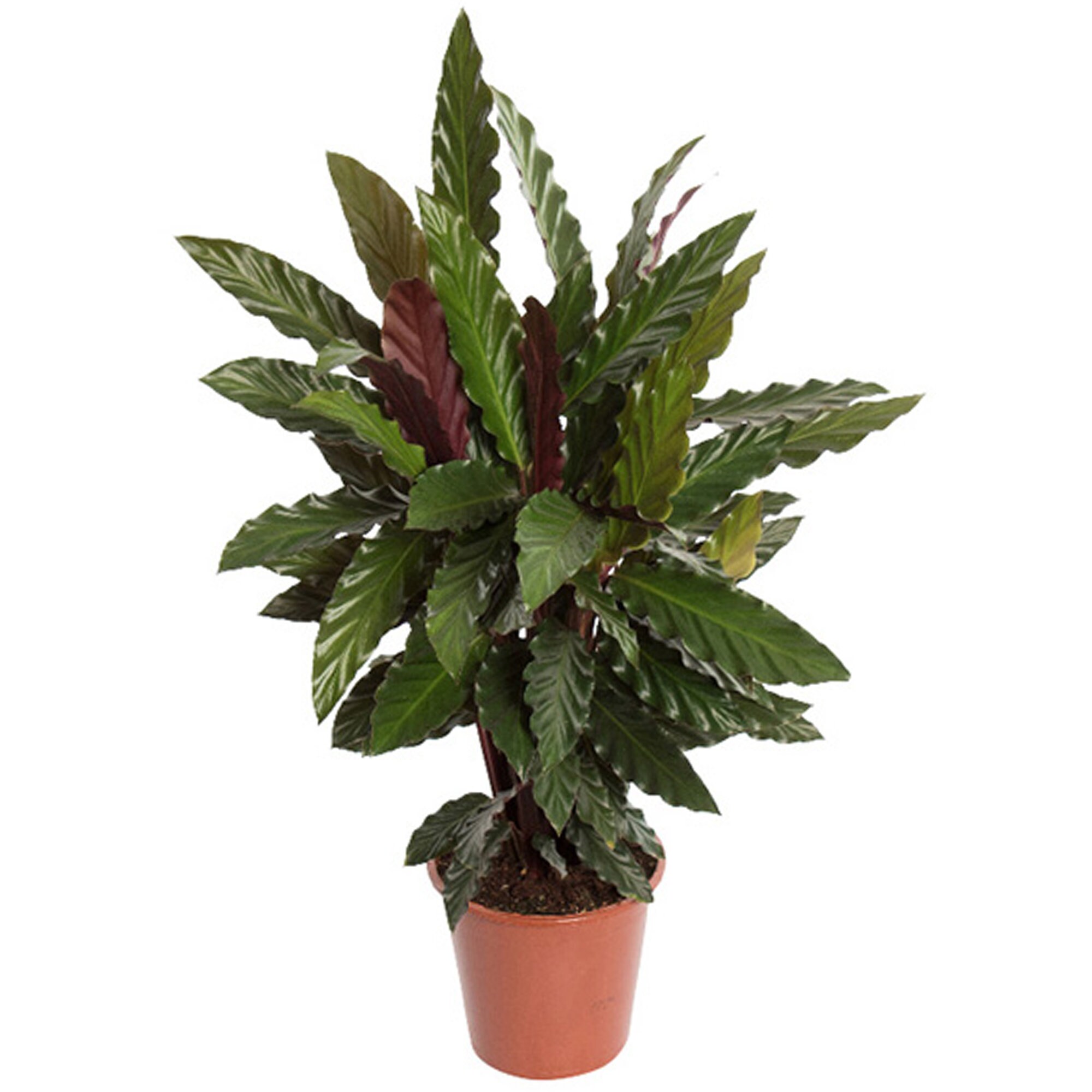 Calathea Blue Grass - Prayer Plant | Ideal for Home or Office (30-40cm Incl  Pot) - Etsy Denmark