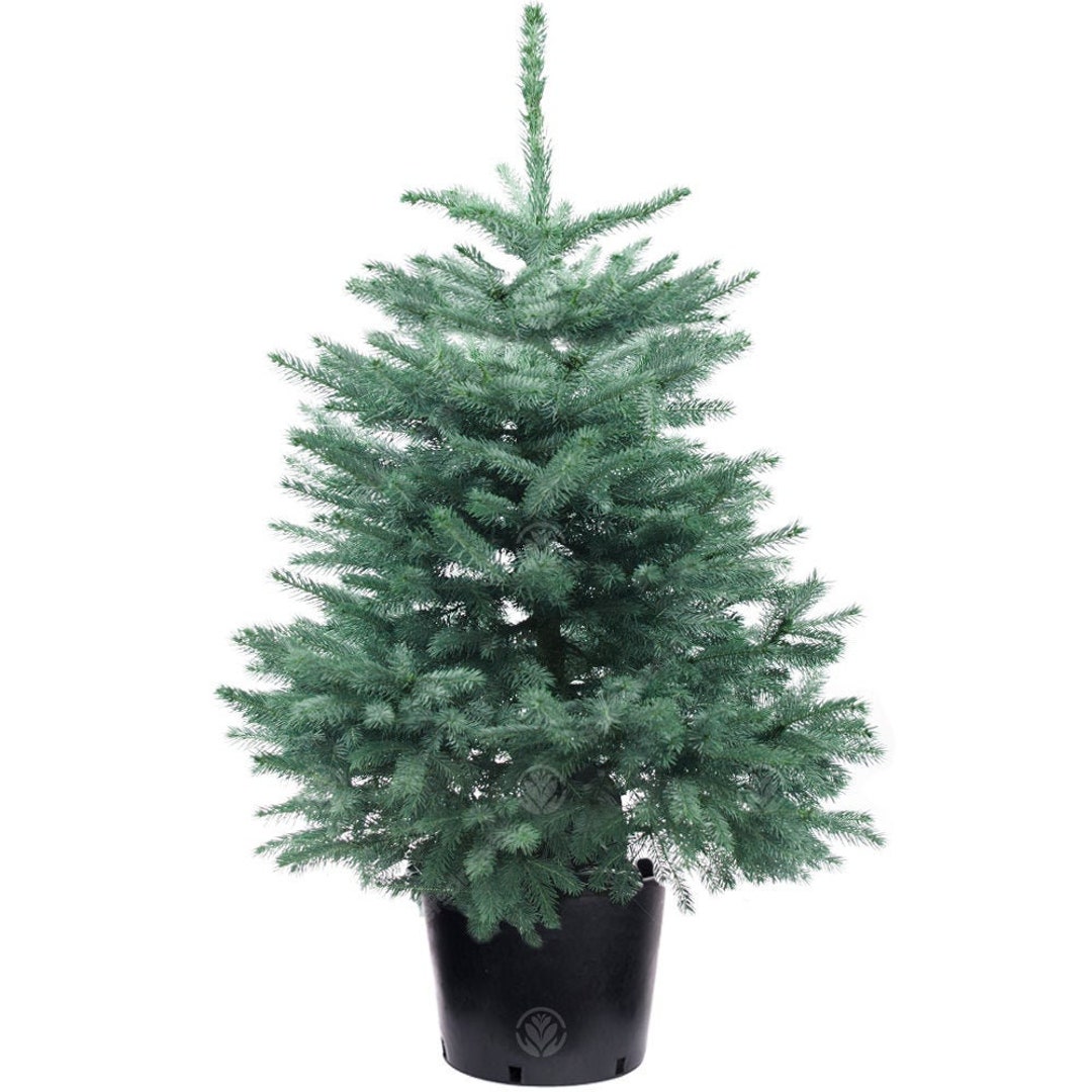 Blue Spruce Pot Grown Christmas Tree Real Live Fresh Living Potted