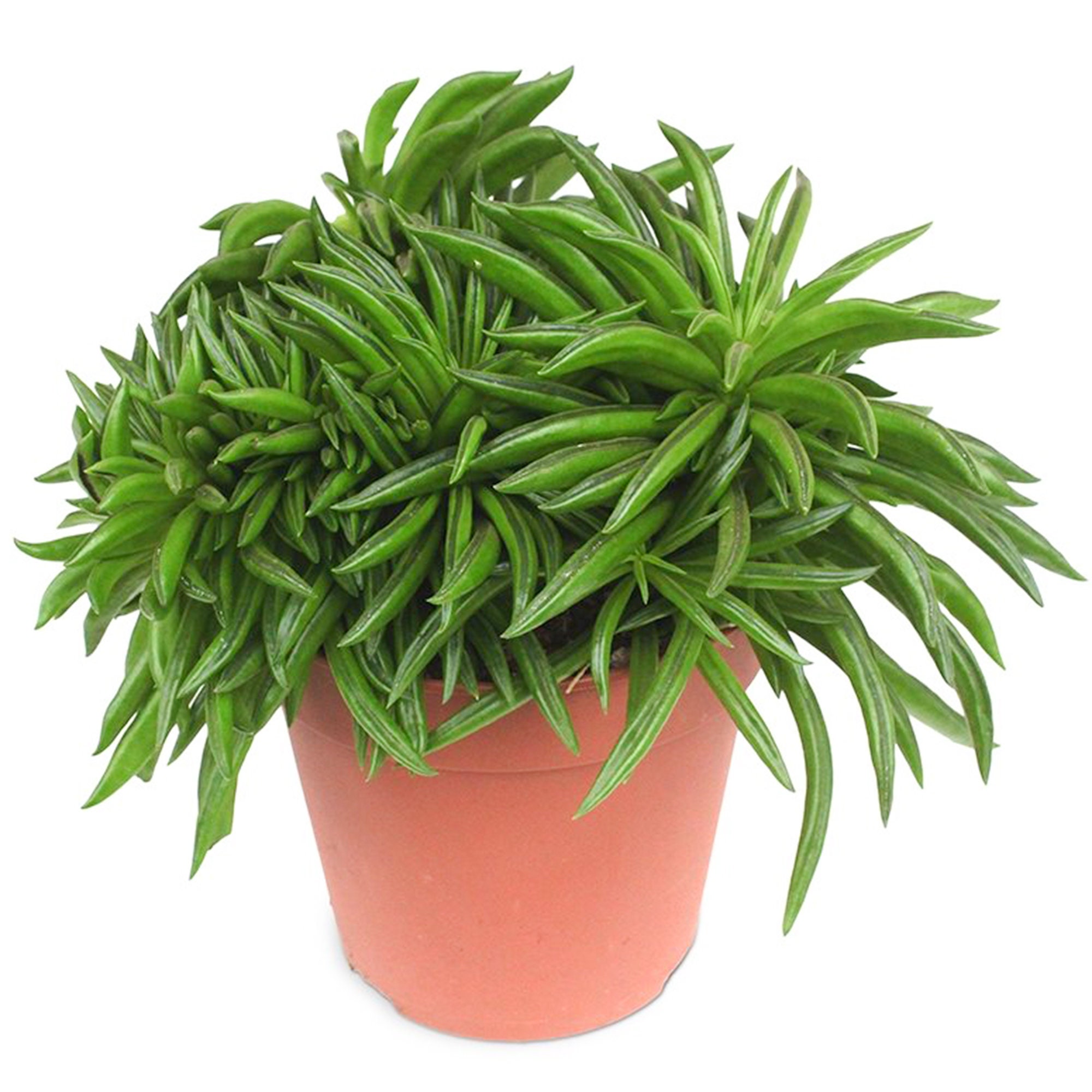 Peperomia Happy Bean Indoor Plant for Home or Office 1525cm Etsy UK