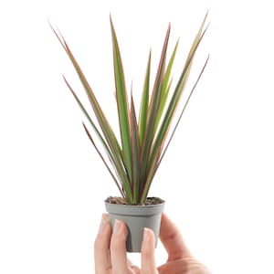 Baby Dragon Plant Dracaena Bicolor Evergreen Indoor Gift Houseplant Potted Small