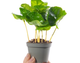 Baby Coffee Plant Coffea Arabica Evergreen Indoor Gift Houseplant Potted Small