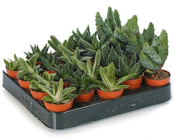 Aloe Vera Mix - House / Office Live Indoor Pot Plant - Ideal Gift