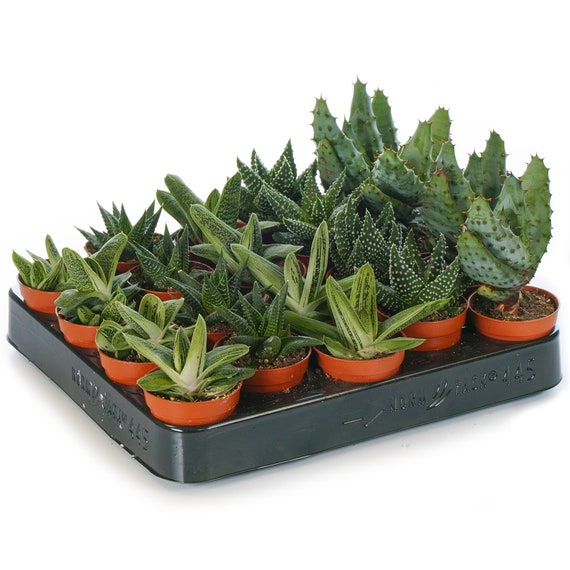 Van storm Aanhankelijk Beeldhouwwerk Aloe Vera Mix House / Office Live Indoor Pot Plant Ideal - Etsy Israel