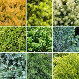 May include: A collection of nine close-up images of different evergreen foliage. The images show a variety of colours, including bright greens, yellows, and silvery blues. The textures range from soft, feathery needles to more structured, scale-like leaves.