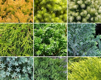 Evergreen Conifer Collection (In 9cm Pots) Quality Mixed Ornamental Live Plants
