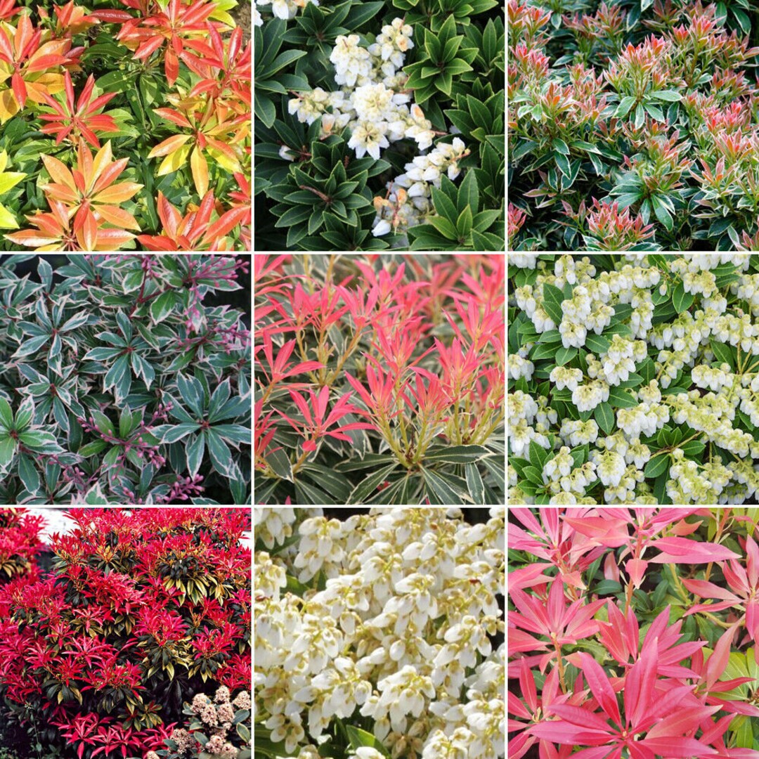 pieris japonica variegata forest flame