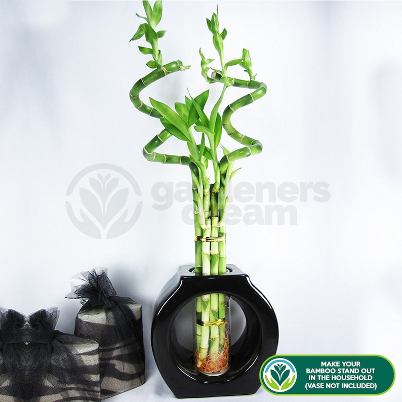 Lucky Bamboo 30cm50cm Spiral Stems For Indoor Plant Pot Etsy