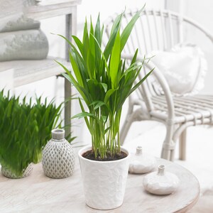 May include: A small green potted plant with multiple stems and long, narrow leaves. The plant is in a white ceramic pot with a textured surface. The pot is sitting on a light wood table.