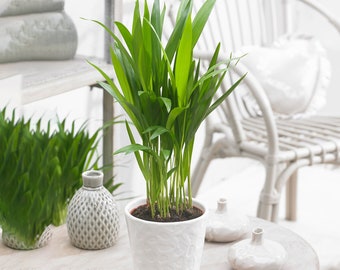 Dypsis Lutescens Palmera Areca Planta Tropical de Interior / Maceta de 13 cm