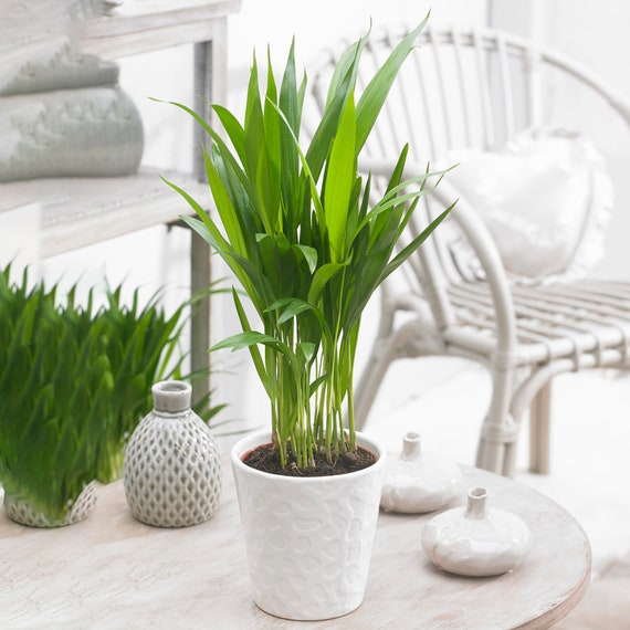 janet craig dracaena Dracaena Janet Craig Compacta Cane