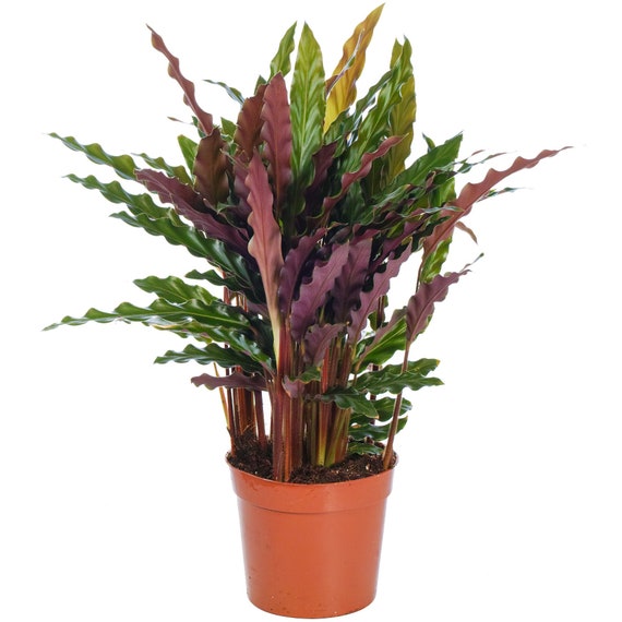 Calathea Elgergrass Stunning Indoor Potted Plant Houseplant for Homes &  Offices - Etsy sterreich
