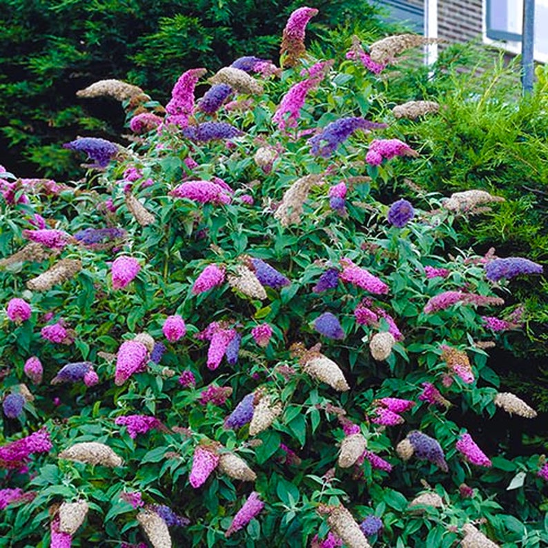 Buddleia Tricolour 3 x 9cm Pots Butterfly Bush Mixed Colours Healthy Garden Plant image 5