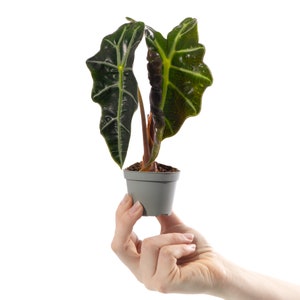 May include: A small potted plant with large, dark green leaves featuring a prominent veined pattern. The plant is in a grey plastic pot and is being held by a hand.