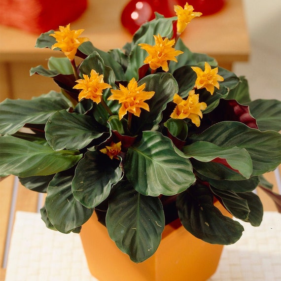 calathea crocata kaufen Calathea crocata (14cm pot)