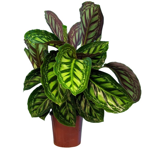 Jusqu'à 64% Plantes Calathea