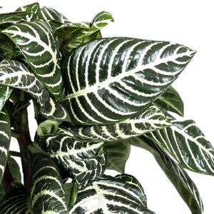 Premium Aphelandra Green Colourful Evergreen 25-35cm Potted Zebra Plant image 3