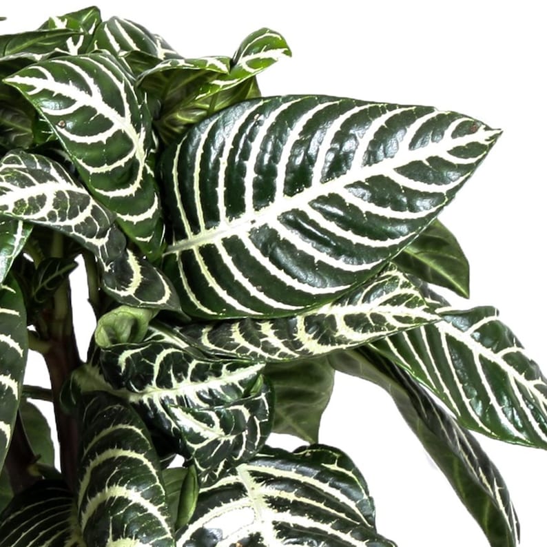 Premium Aphelandra Green Colourful Evergreen 25-35cm Potted Zebra Plant image 3