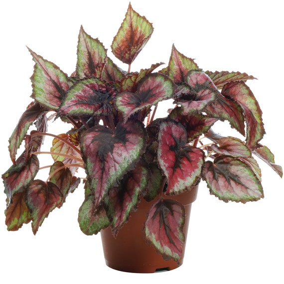 Begonia Rex Salsa Variegated Indoor Stress-free Plant Online - Etsy Denmark