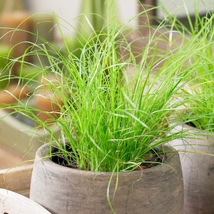 1 x Cyperus Zumula Hierba para Gatos en Venta / Planta de Interior en Maceta Ideal para Gatos