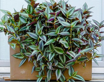 Tradescantia Zebrina - Wandering Jew | Best Indoor Plants | 15-25cm Potted