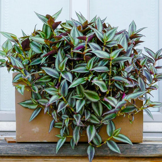 turtle vine succulent Callisia Repens Pink Lady Turle Vine