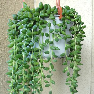Senecio Herreianus String of Beads Potted Indoor Succulent House Plant 20-30cm Incl. Pot image 2