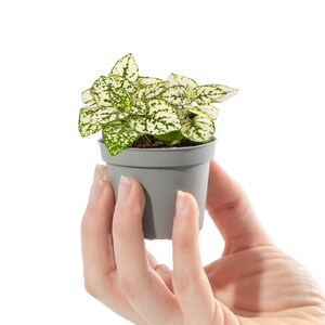 May include: A small potted plant with white and green speckled leaves. The plant is in a grey plastic pot, held by a person's hand against a white background. The plant appears to be a polka dot plant, a popular houseplant.