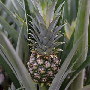 Ananas comosus Amigo Pineapple Plant for Home or Office 35-45cm with Pot image 2