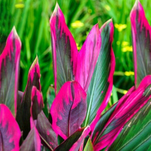 Cordyline Tango - Cabbage Palm | Best Indoor Plant Gifts | 30-40cm Potted