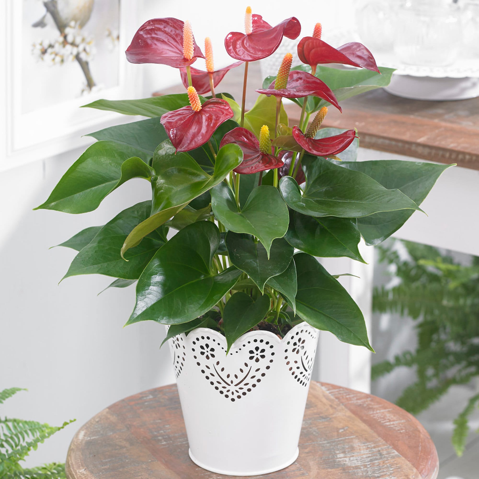 Indoor Plants Real A Purple Flower Plant In The Garden Stock Photo ...