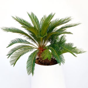 Premium Cycas Revoluta Best Indoor Plants Potted Plant Gift 30-40cm Incl Pot image 3