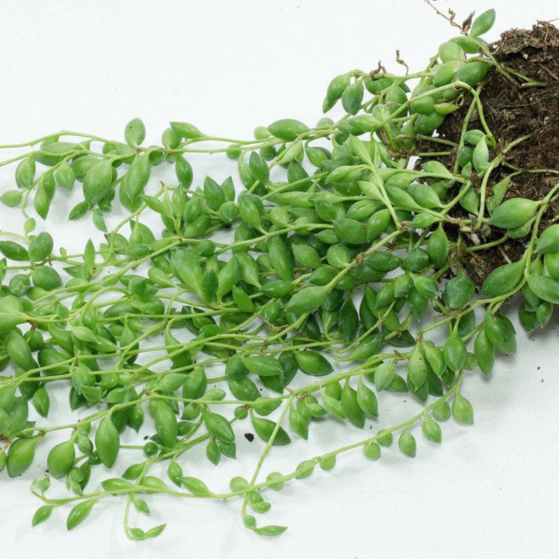 Senecio Herreianus String of Beads Potted Indoor Succulent House Plant 20-30cm Incl. Pot image 3