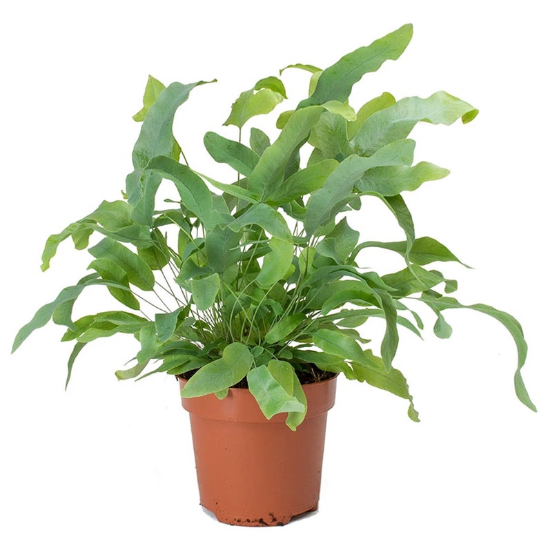 Phlebodium Blue Star Golden Polypody Fern for Home or Office 25-35cm with Pot image 1