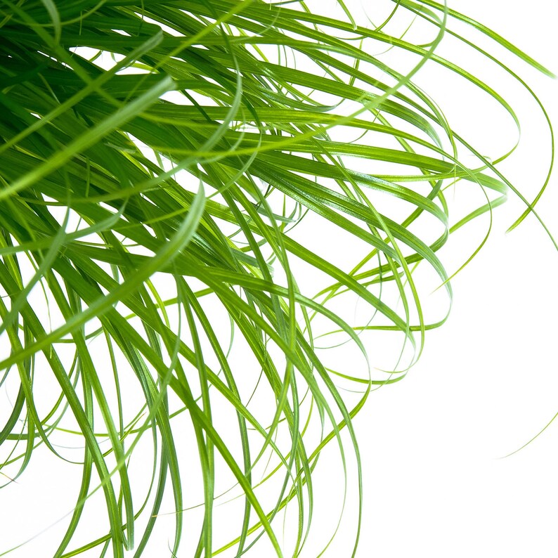 Cyperus Zumula 2030cm Potted Cat Grass Grassy Indoor Etsy