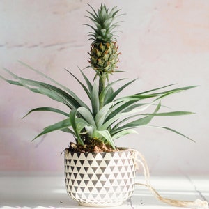 May include: A potted pineapple plant with green leaves and a brown, spiky fruit. The plant is in a white ceramic pot with a black geometric pattern.