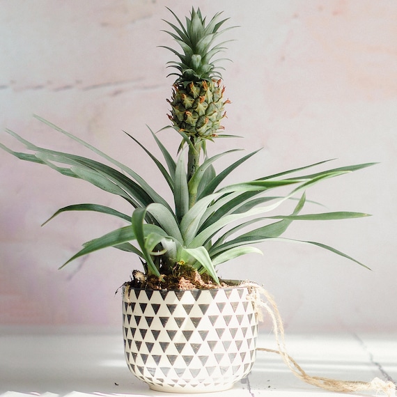 Buy X Evergreen Ananas Comosus Amigo Premium 35-45cm Potted Online in Etsy