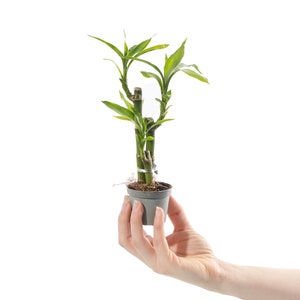 May include: A small potted plant with green leaves and brown stems. The plant is in a grey plastic pot and is being held by a hand.