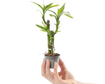 Baby Lucky Bamboo Plant Dracaena Sanderiana Small Indoor Houseplant in 6cm Pot