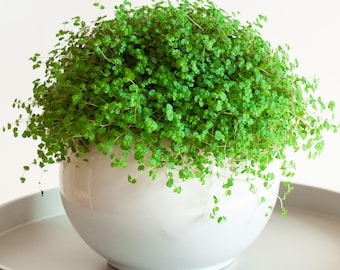 Soleirolia Helxine Green - Baby Tears | 10-20cm Potted Attractive Indoor Plant