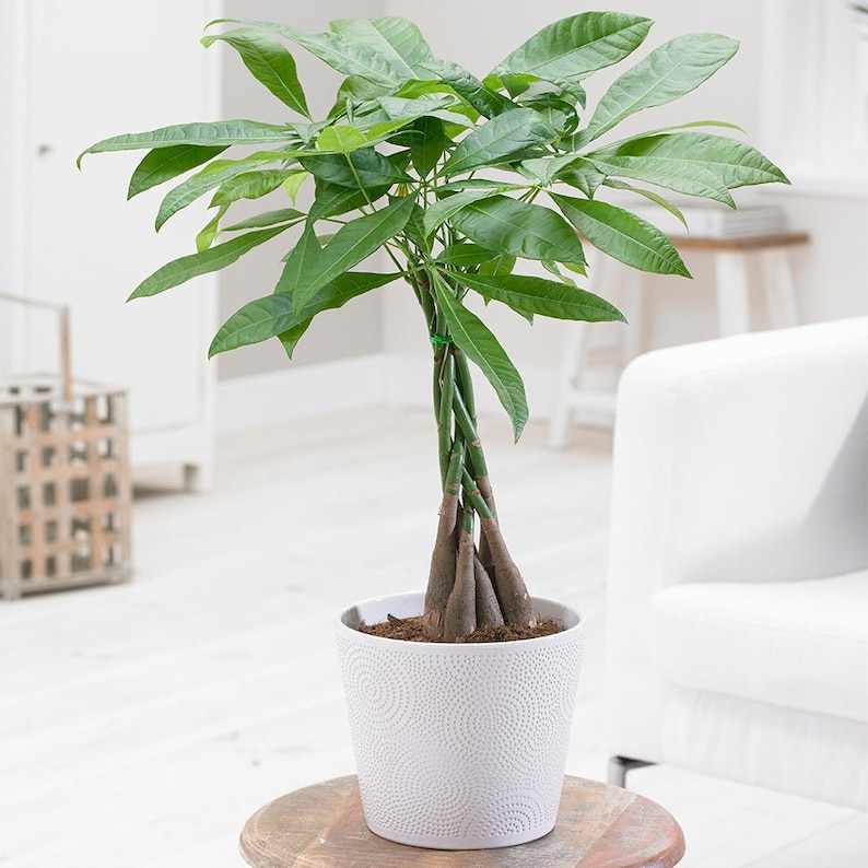 Pachira Aquatica Plant - Braided Stem Ideal Office House Decorative Tree 12cm image 1