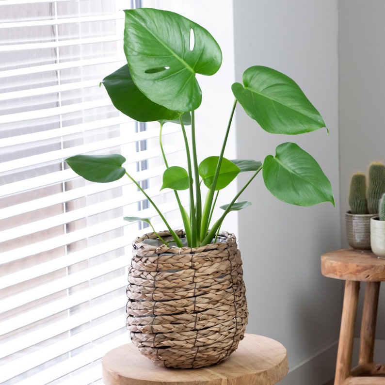 Unique Monstera Swiss Cheese Plant Indoor Premium Plant Gift Etsy