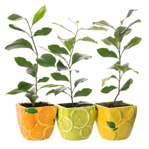 May include: Three potted plants with green leaves in colourful ceramic pots with lemon designs. The pots are orange, green and yellow.