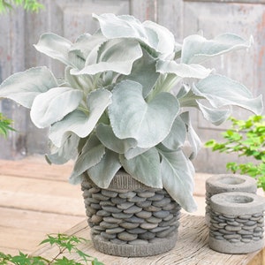 Senecio candidans Angel Wings | Evergreen Garden Ready Plant (10-20cm Incl Pot)