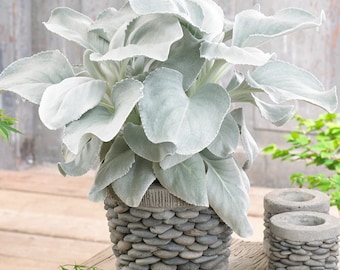 Senecio candidans Angel Wings | Evergreen Garden Ready Plant (10-20cm Incl Pot)
