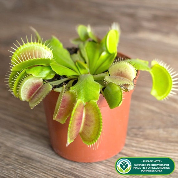 1 X Dionea Venus Fly Trap Indoor Carnivorous Plant Ideal for Home