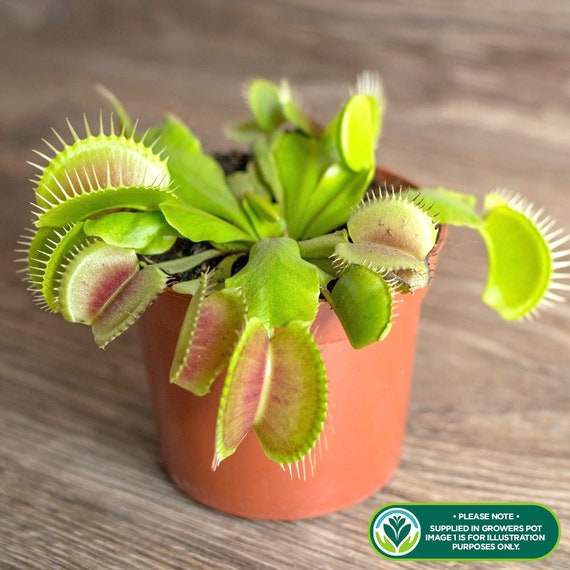 1 X Dionea Venus Fly Trap Indoor Carnivorous Plant Ideal for Home or Office  9cm -  Hong Kong