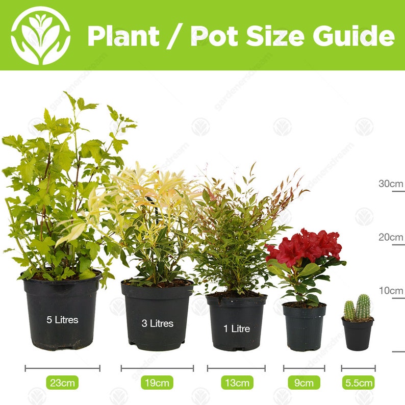 Premium Cycas Revoluta Best Indoor Plants Potted Plant Gift 30-40cm Incl Pot image 4