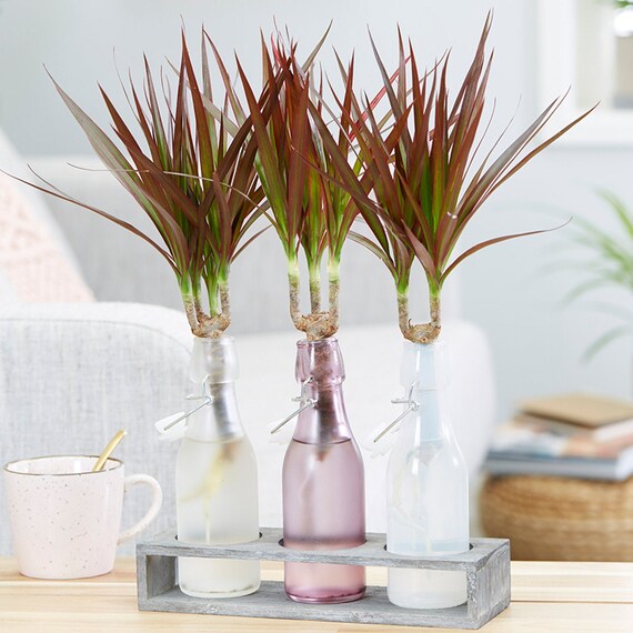 Dracaena Marginata Indoor Houseplant Dragon Tree Home Office Plant in 13cm  Pot - Etsy Hong Kong