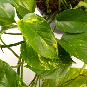 Epipremnum Aureum Hanging Indoor Hardy Plant Devil's Ivy Houseplant image 3