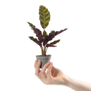 Baby Rattlesnake Plant Calathea Lancifolia Indoor Tropical Houseplant in 6cm Pot